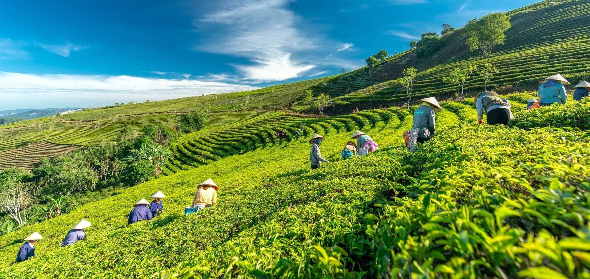 Đồi chè Cầu Đất - Chốn yên bình trong Đà Lạt mộng mơ
